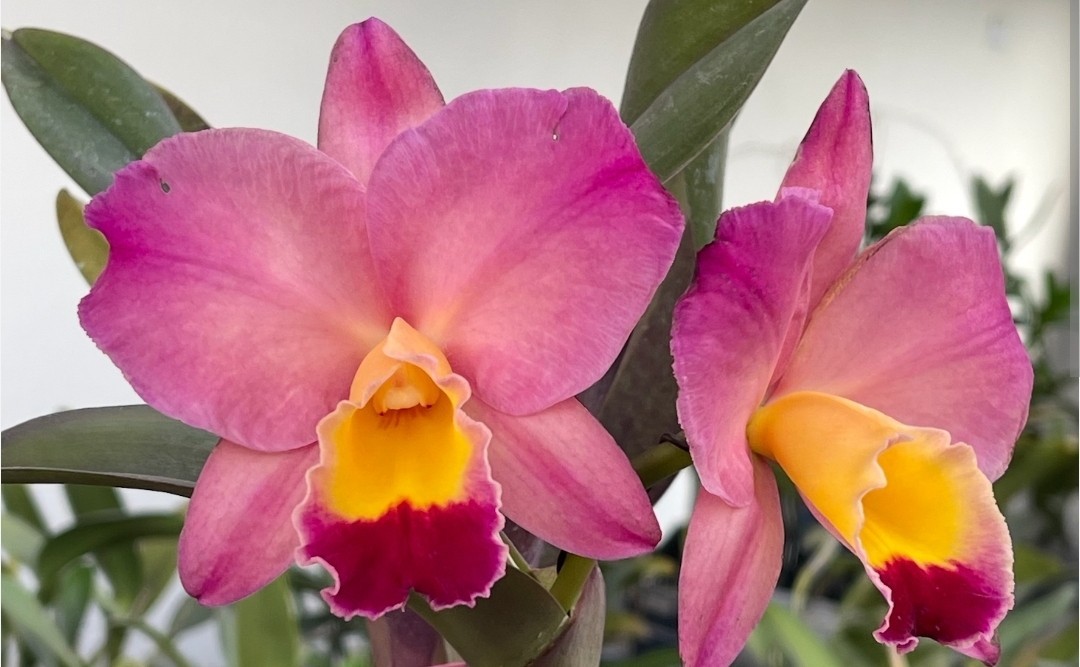Cattleya Smile Again Hawaii Pink Yellow Red Live Blooming size Orchid Plant