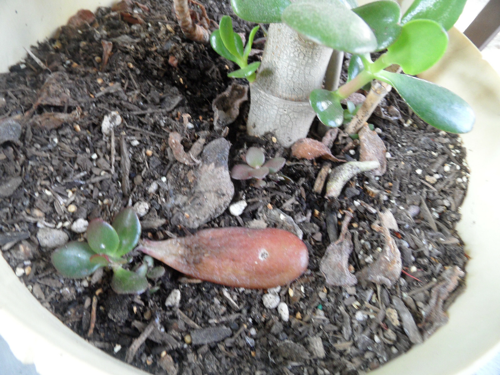 Crassula Ovata Jade money Friendship Plant planted in 3D printed Turtle planter