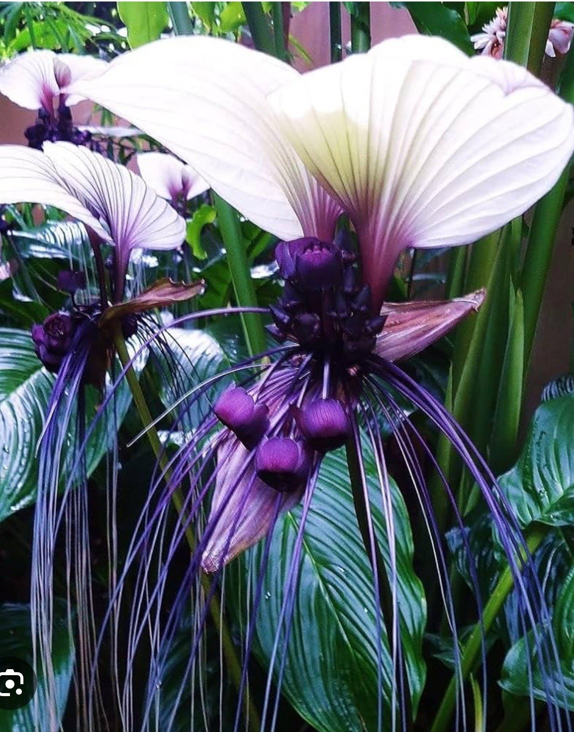 White Bat Flower-Tacca integrifolia-aka Black Lily-SMALL ROOTED STARTER Plant