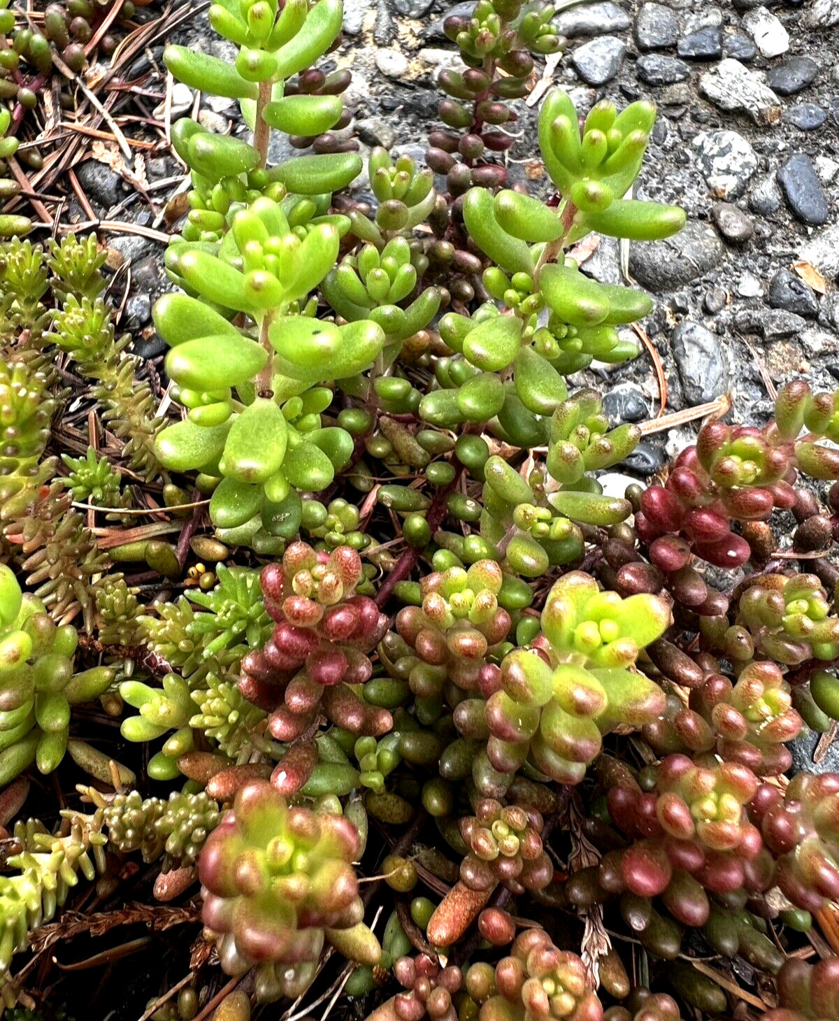 40 Sedum Album Green Ice Stone Crop Creeping Ground Cover plants, Free shipping
