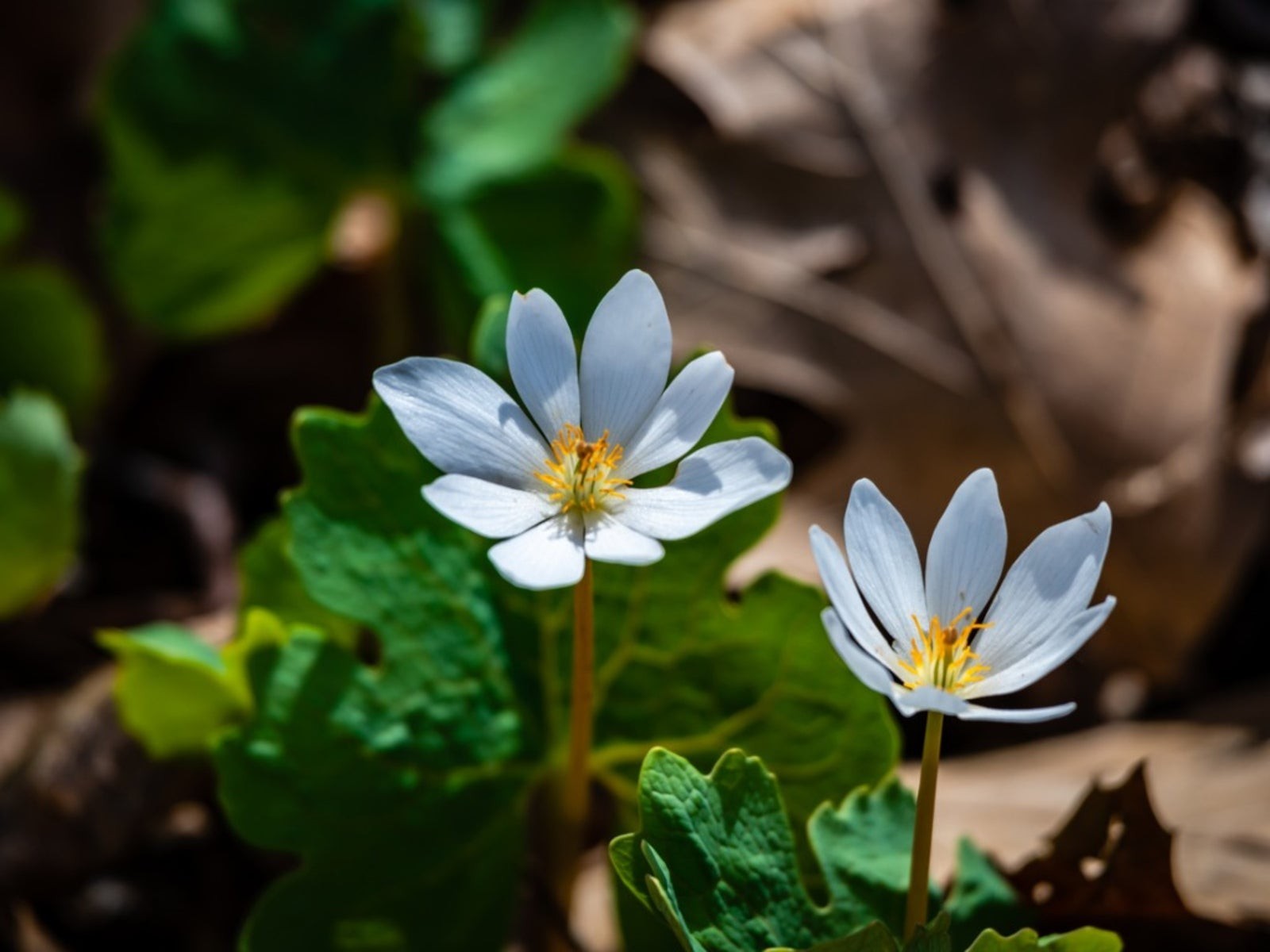 Blood Root – Sanguinaria Canadensis Perennial Bare Root Live Medicinal Plant
