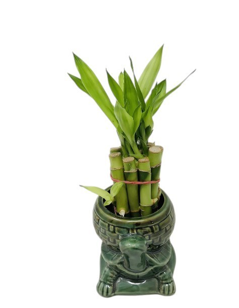 Lucky Bamboo Plant Live With Vase Ceramic Turtle 10 Stalks Straight Indoor 4 In