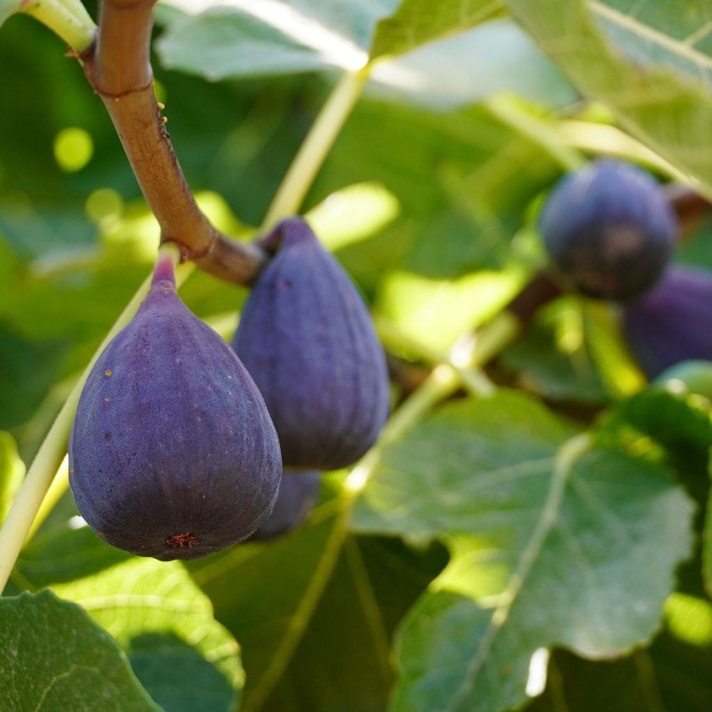 3 Violette de Bordeaux Fig Tree Ficus carica Starter Plug