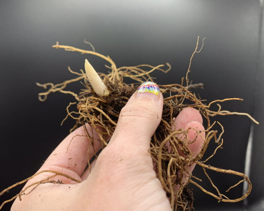 10 Lily of the Valley Bulbs, Convallaria majalis