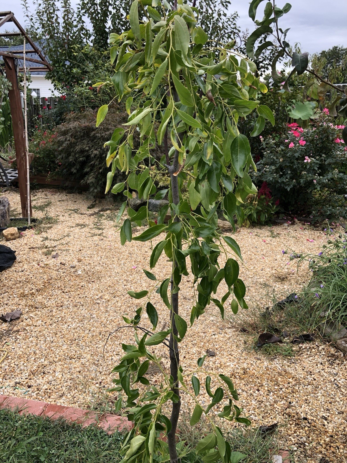 Sugar Cane Jujube Fruit Live Tree 4-5 feet