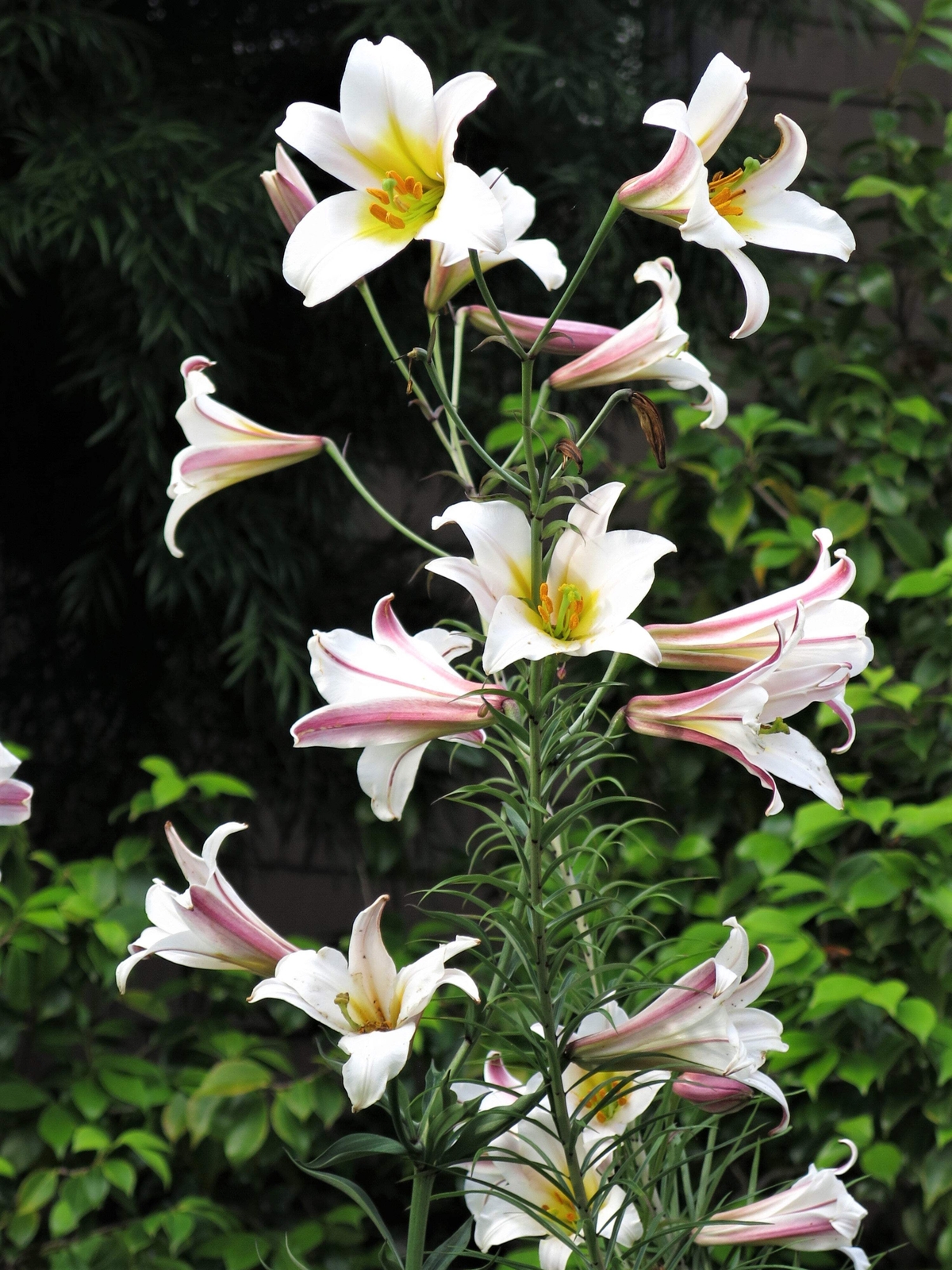 10 REGAL TRUMPET LILY Royal King’s Lilium Regale White Pink Yellow Flower Seeds