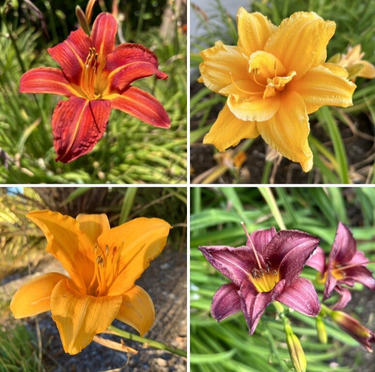 Hemerocallis, Mixed Colors Daylily – 20 Seeds – USA seller