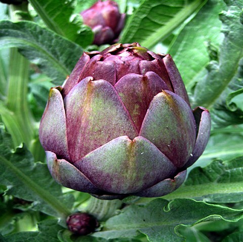 Rare Red Concerto Artichoke 10 Seeds – Delicious Veggie