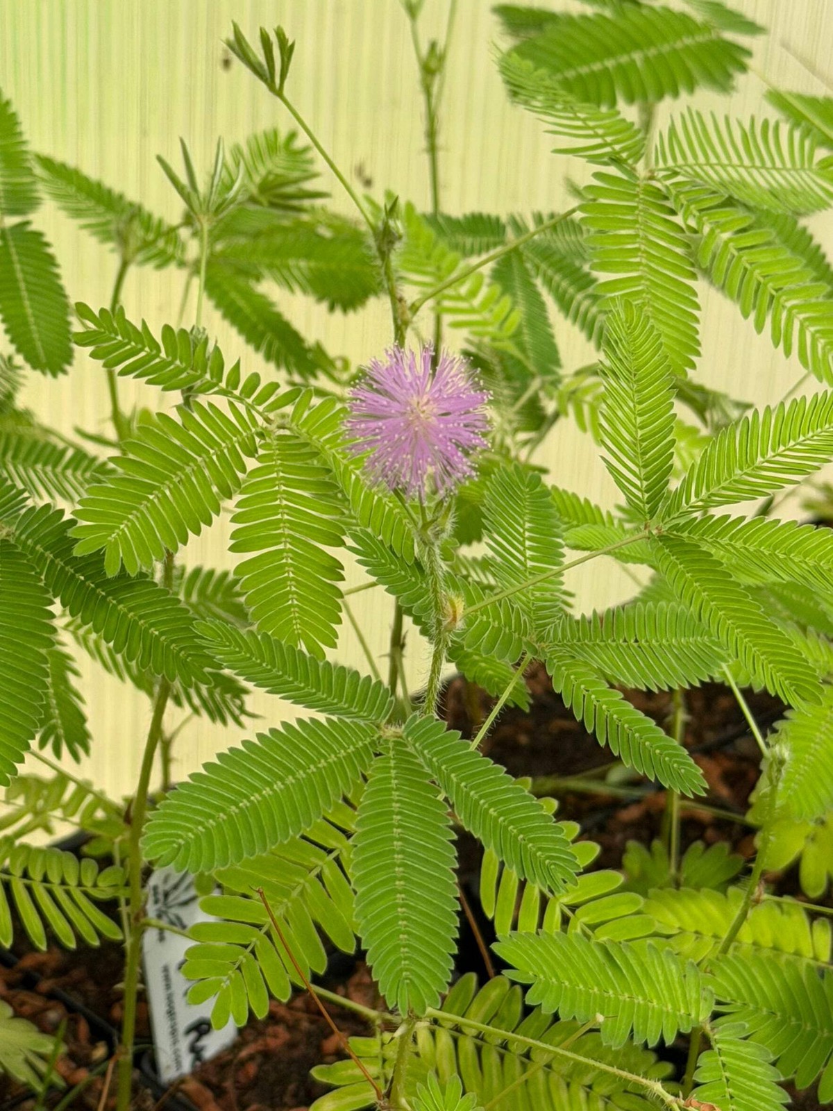 Mimosa pudica “Sensitive Plant” – Live Potted Moving Fairy Shameplant Seed Grown
