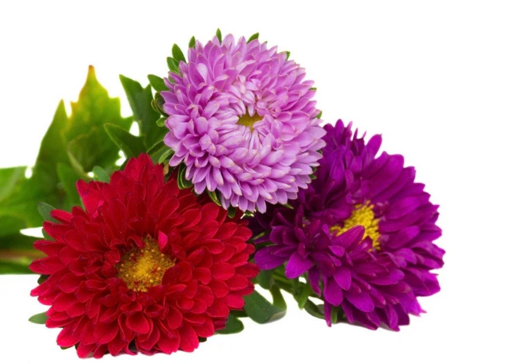 Aster Crego Giant Mix – Fresh Flower Seeds – Large Feathery Colorful Blooms