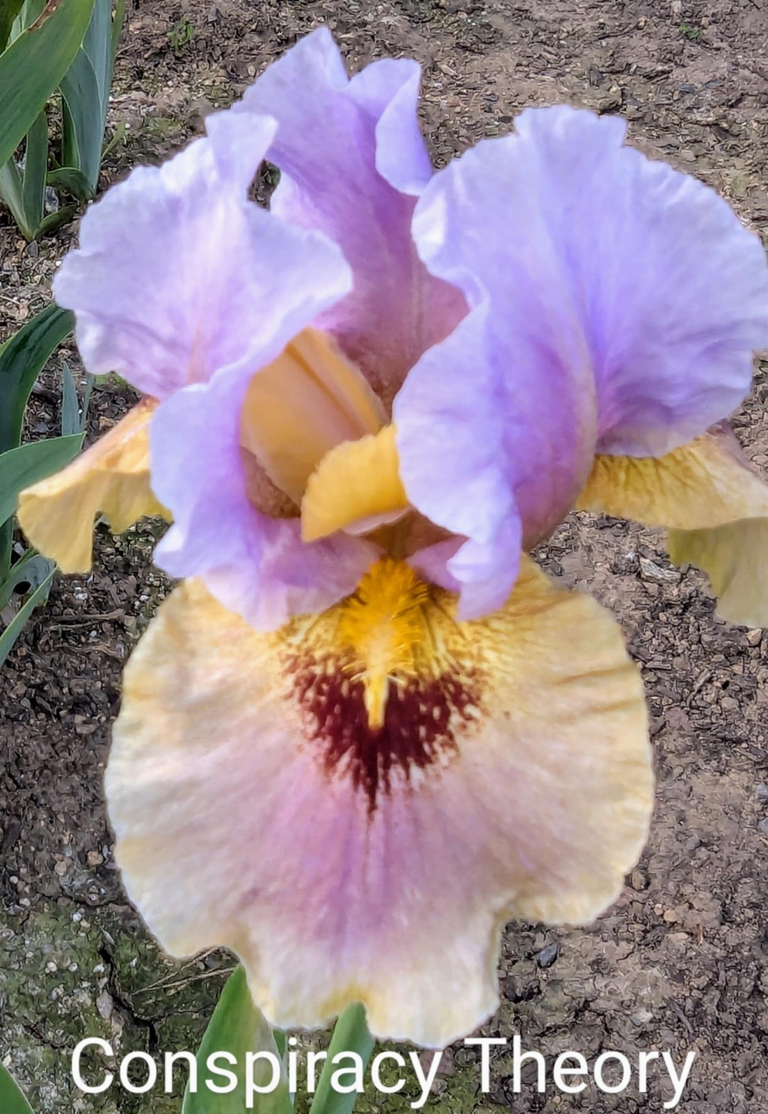 ‘Conspiracy Theory’ AB Bearded Iris Rhizome PRE-SALE to Ship Aug/Sept