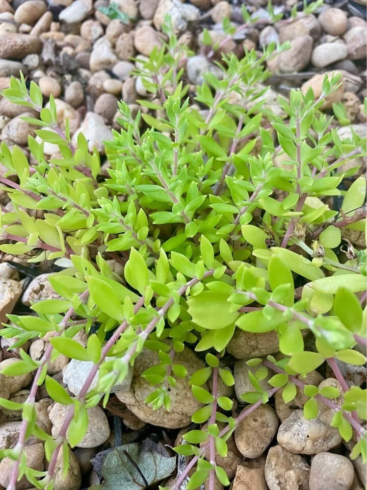 Stringy Stonecrop/Sedum Sarmentosum Small Live Starter Plant