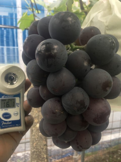 1 (One) Live Plant JAPANESE “FUJIMINORI” GRAPE ROOTED 12-22″ Tall