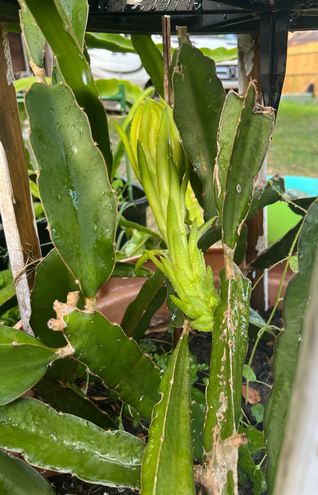 10pcs Dragon Fruit cuttings 10-12 inches long