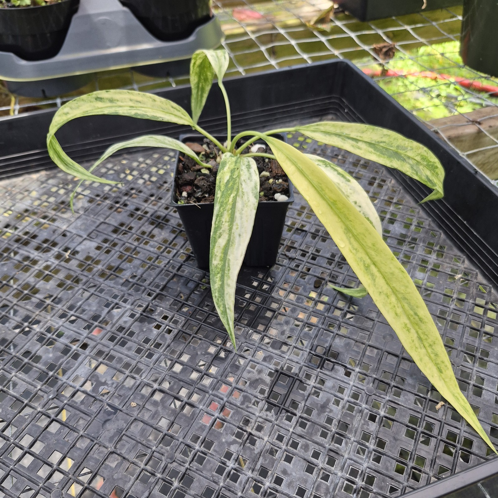 Anthurium Vittarifolium , Exact Plant Variegated Ships Nationwide