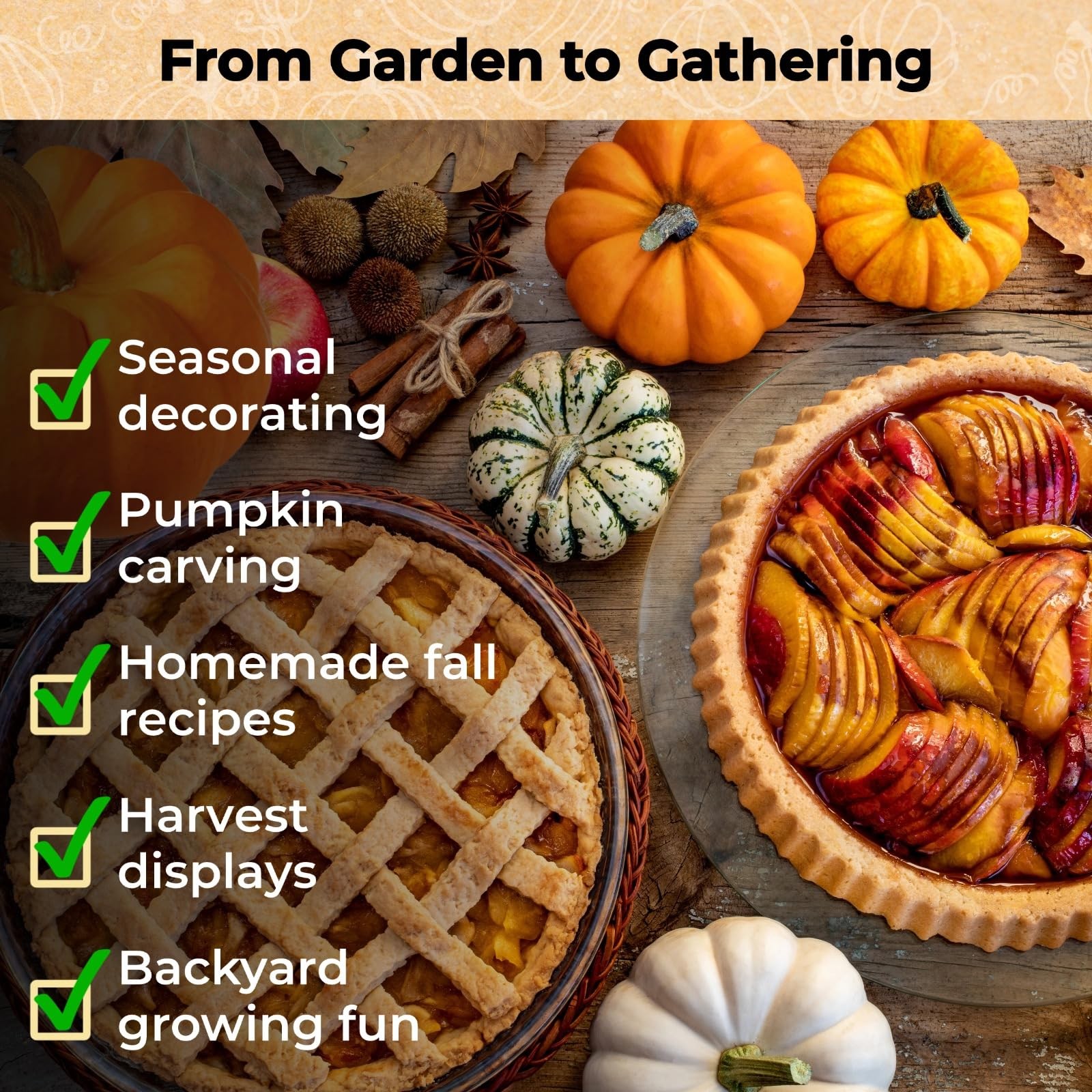 200+ Pumpkin Seeds for Planting – 10 Orange, Yellow, Blue, White color