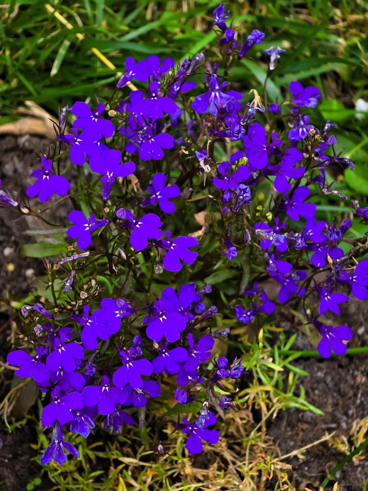 200 CRYSTAL PALACE Purple BLUE LOBELIA REGATTA Erinus Flower Seeds *Comb S/H