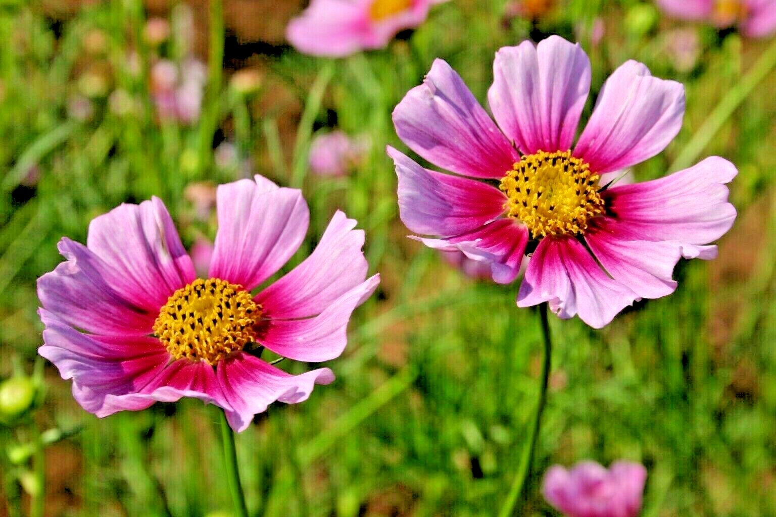 300+COSMOS DAYDREAM Seeds Wildflower Heat Drought Poor Soils Pollinators Easy