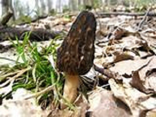 BLACK MOREL mushroom spores/ spawn mycelium (on dried seeds)