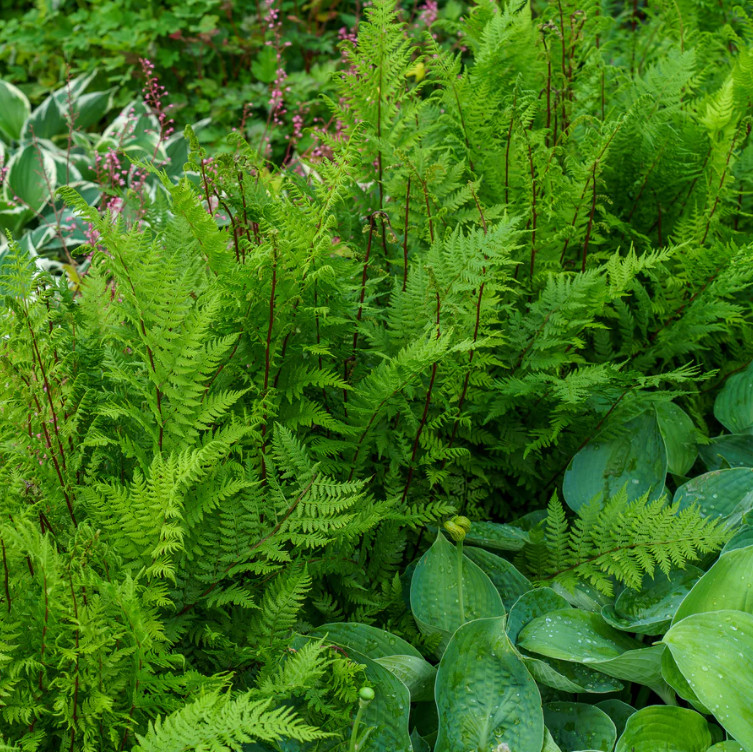 Set 5 Lady Fern Rhizomes – With No Leaf – Hardy Shade Perennial – Zones 3–8