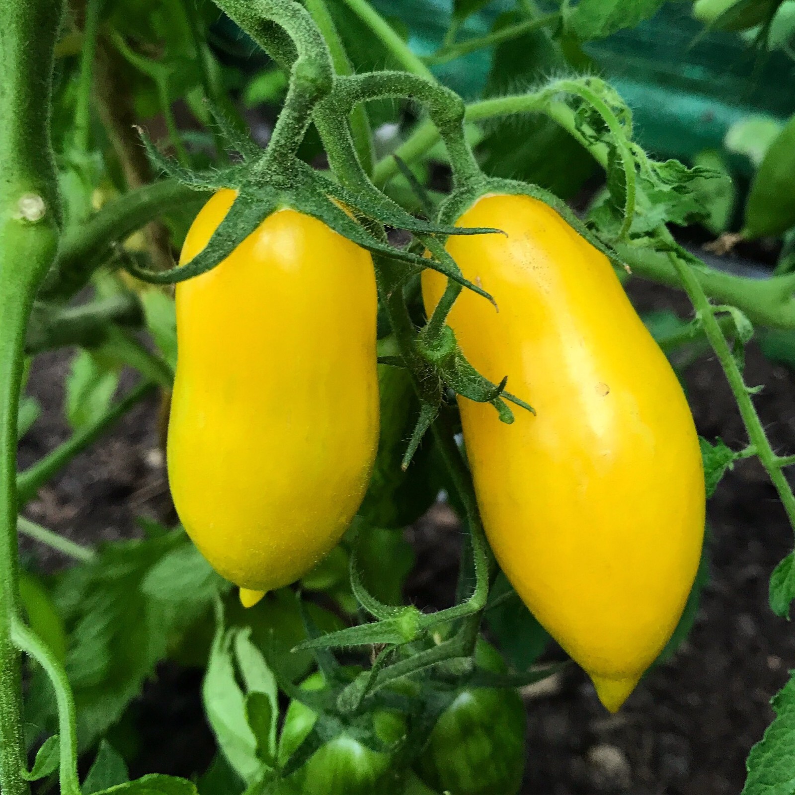 Banana Legs Tomato Seeds, NON-GMO, Determinate, Pasting or Slicing, FREE SHIP