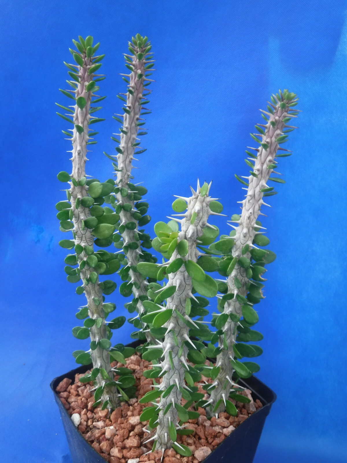 Alluaudia procera FOUR (4) Rooted Plants in 6″ Pot 8″-12″ Tall African Ocotillo