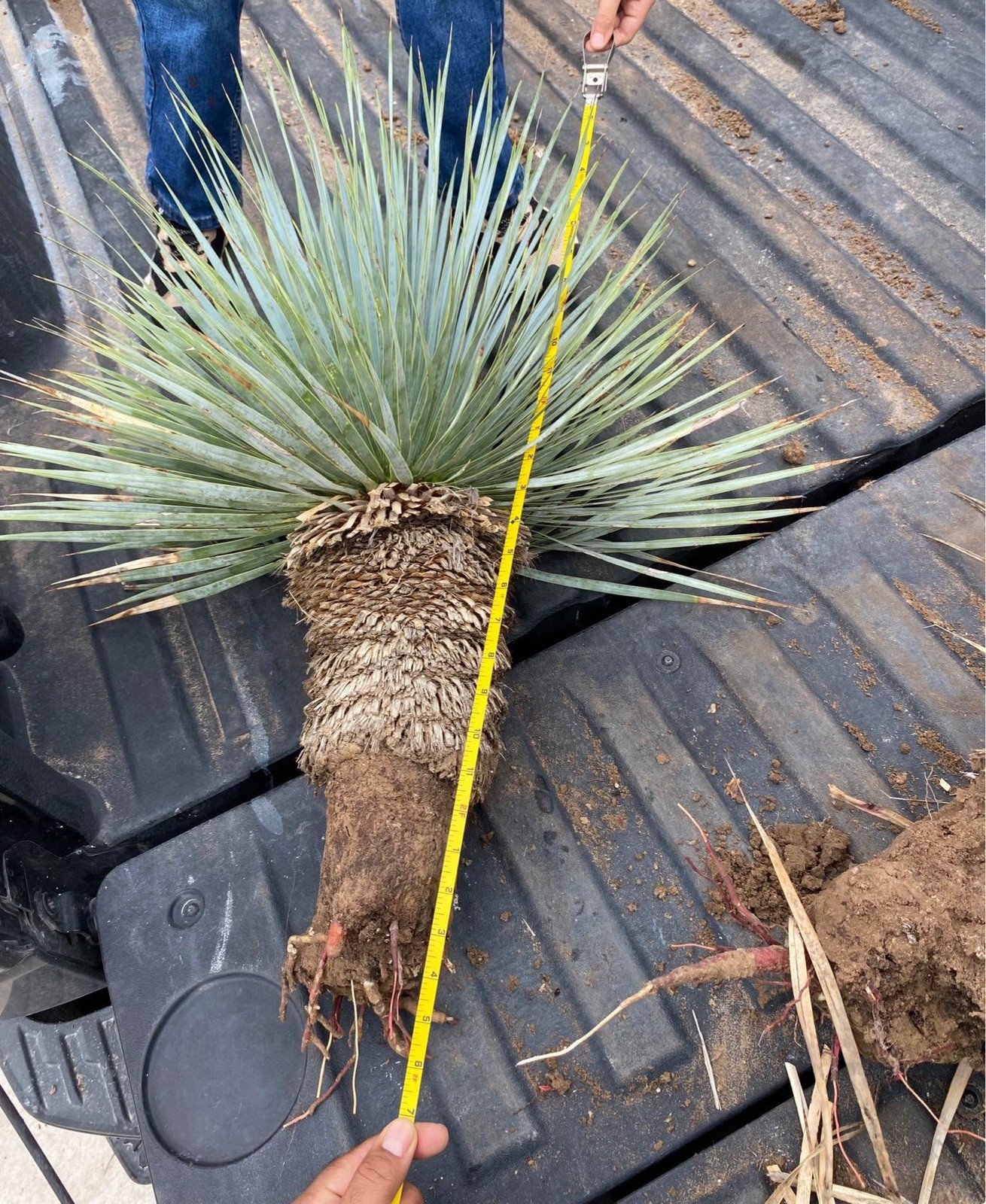 Blue Yucca Rostrata Palm Trees Bare-root Plant About 2ft Tall Overall