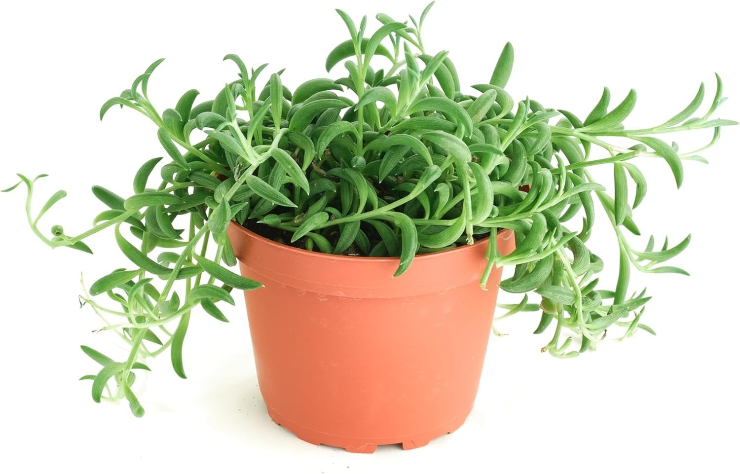 Lively 4″ String of Bananas Succulent – Low-Maintenance Indoor Air Purifier