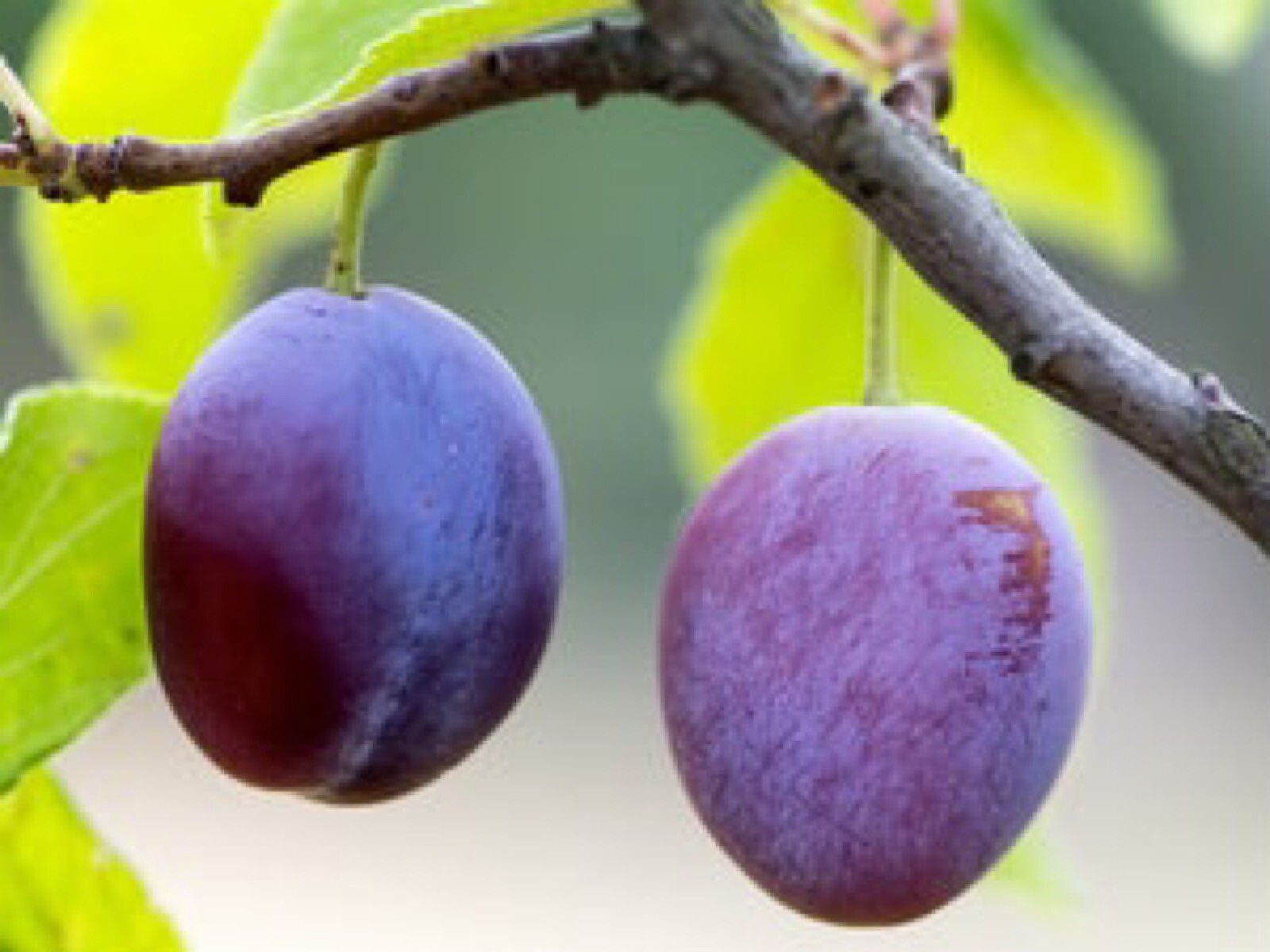Italian Plum 1-2 ft tall grafted plant, sent with roots wrapped in wet