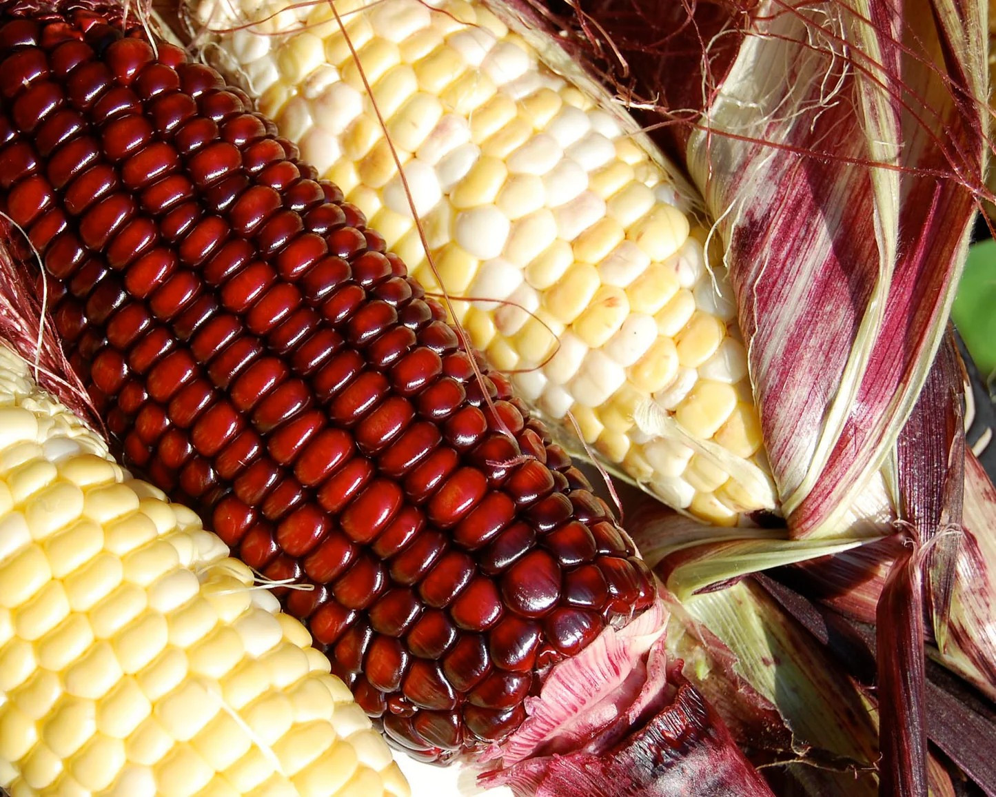 120 Jimmy Red Corn Seed– MOONSHINE