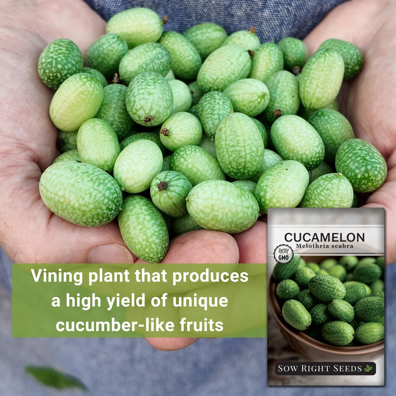 Sow Right Seeds – Cucamelon Seeds for Planting – Non-GMO Heirloom Packet with In