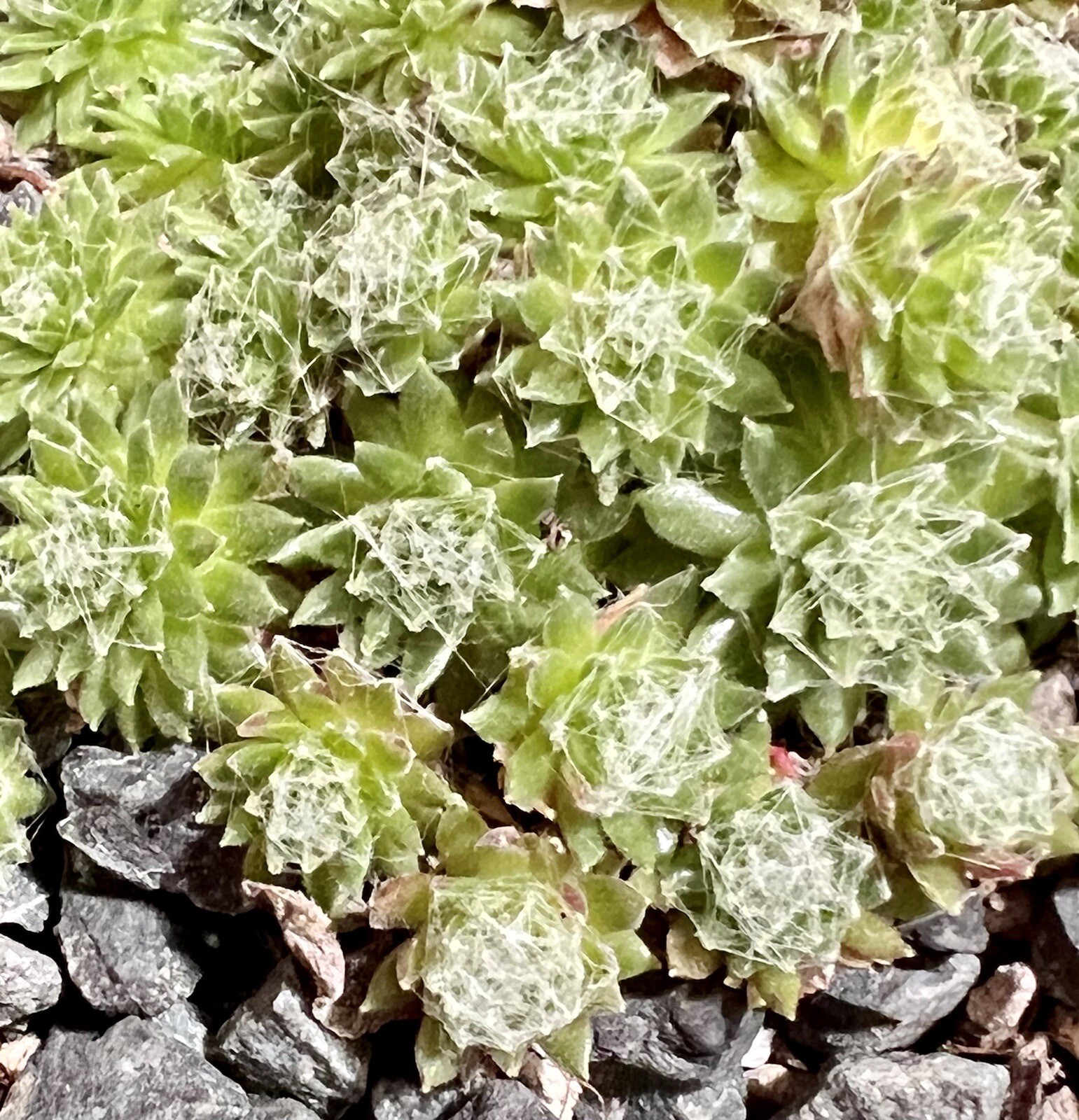 SALE on 10 Baby Sempervivum 10 varieties of Healthy Hens & Chicks +/- 1 in size