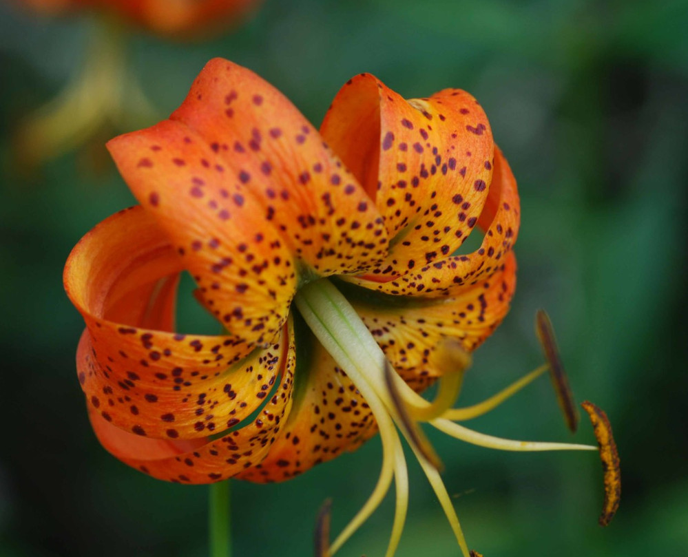 Turk’s Cap Lily 5 Root Bulbs (Lilium superbum) – Perennial – No Ship AK, HI, PR