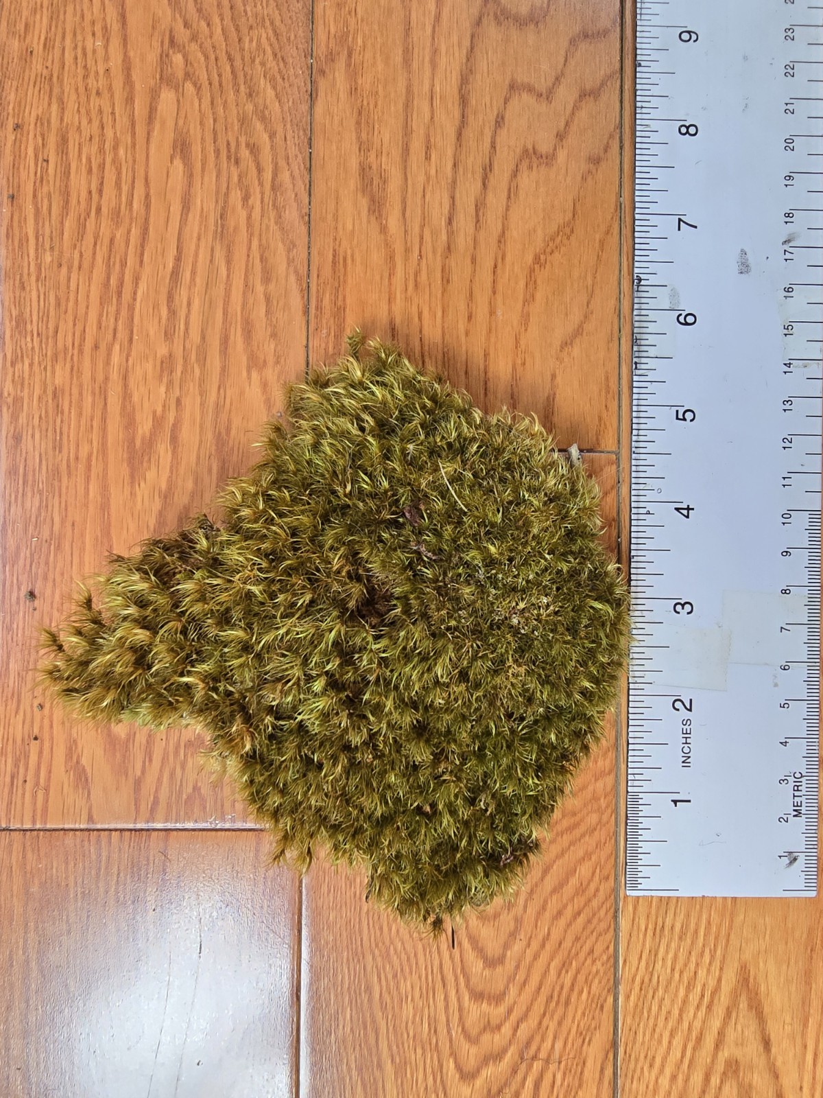 1 Ounce Dried North Carolina Moss Large Specimen Natural Craft Terrarium Floral