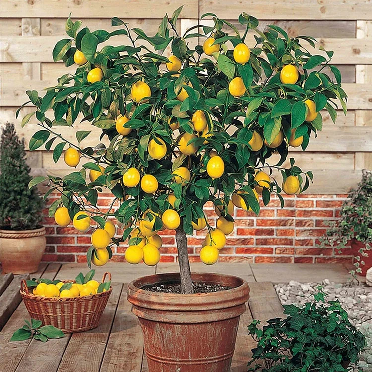 30 Lemon Tree Seeds – Grow Juicy Citrus Indoors or Outdoors in Pots or Gardens
