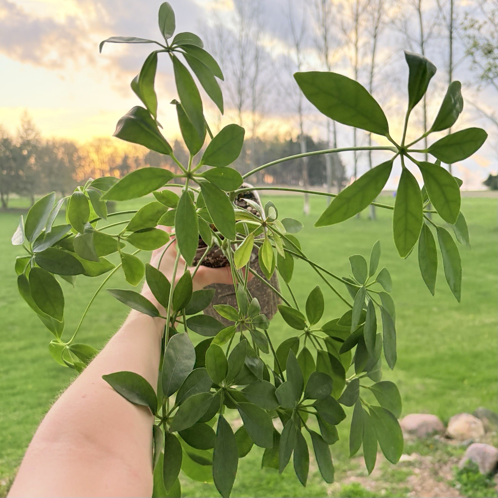 Umbrella Tree Plant Indoor House Plant Established Roots In Pot