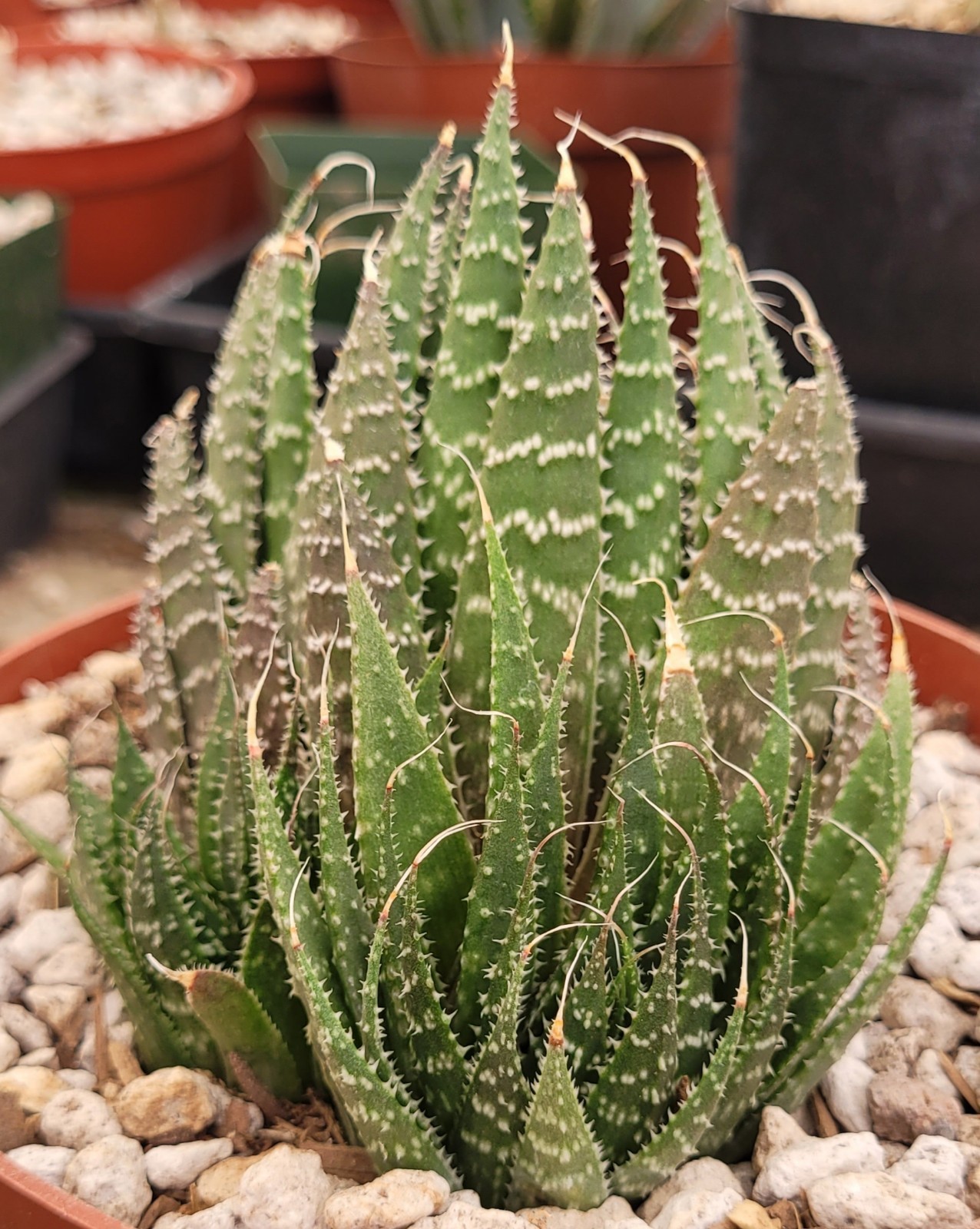 Aloe Aristata ‘Lace Aloe’ 2.5″ Tall 2 Offsets – Bare Root