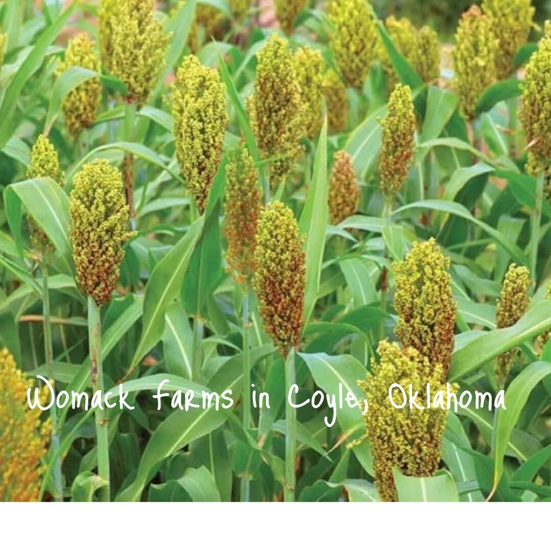 Wild Game Sorghum, 175+ Seeds for Planting – Premium Food Plot Milo Seeds.