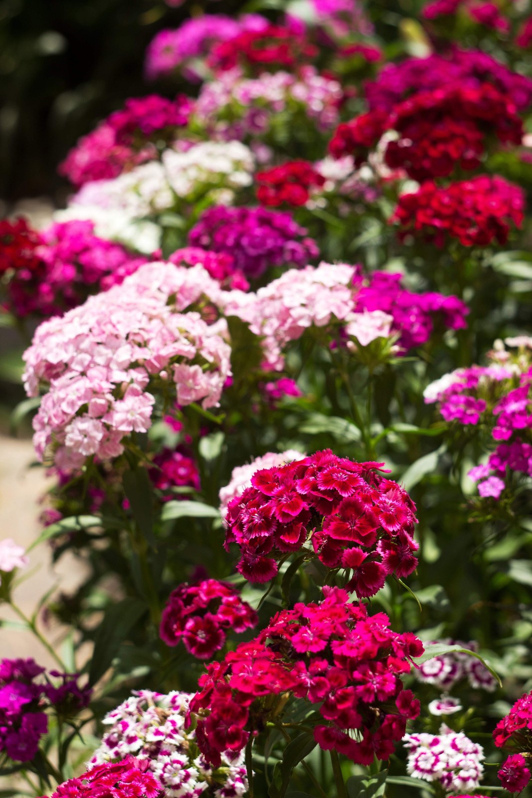 500 MIXED Colors SWEET WILLIAM Dianthus Barbatus Red Pink Bicolor Flower Seeds