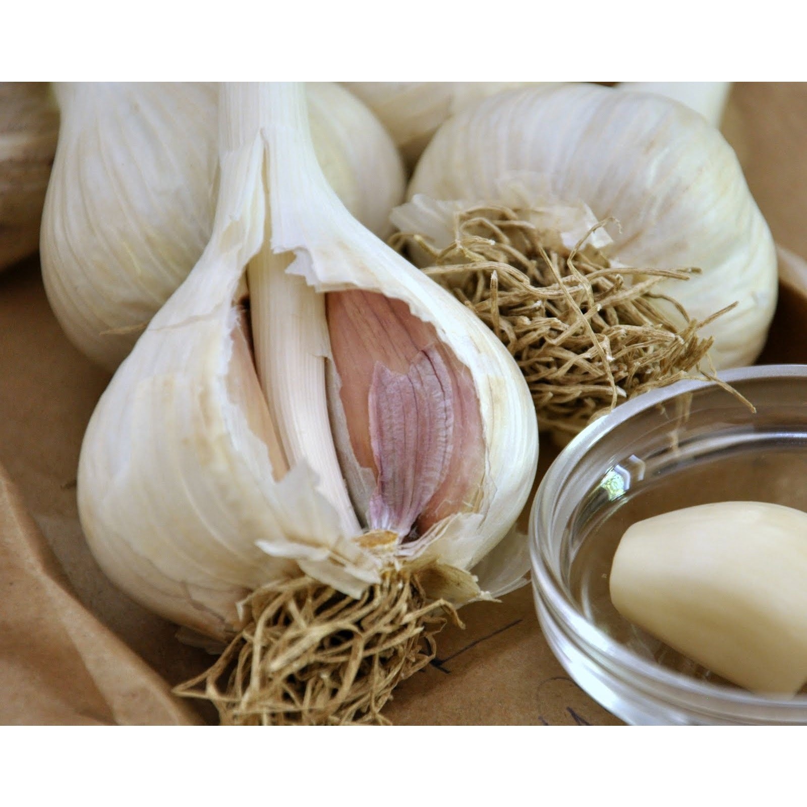 4 Colossal Organic Music Garlic Seed Garlic Bulbs Hardneck Early Jumbo
