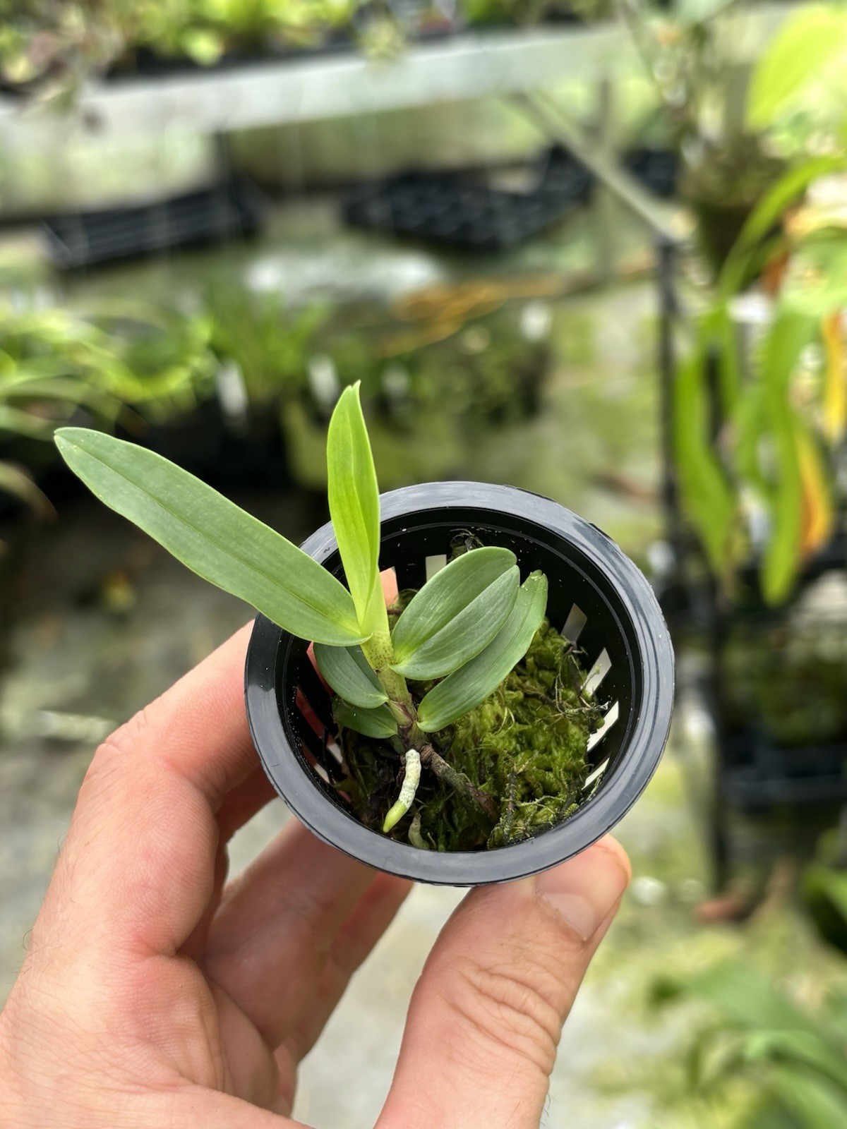 Angraecum aff. ramosum Miniature Orchid Species Reunion Fragrant
