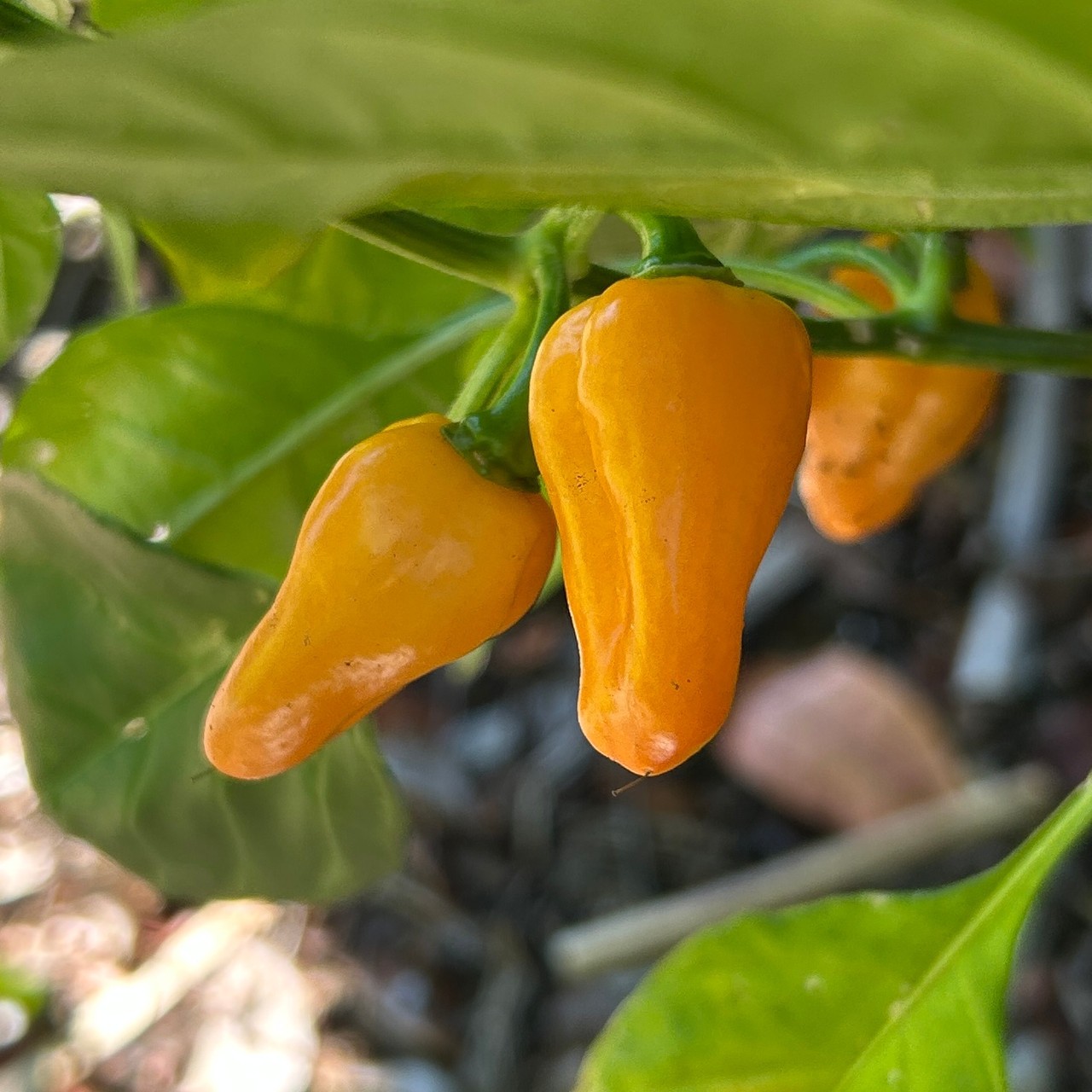 Datil Hot Pepper *NEW 10 Seeds Free Shipping!