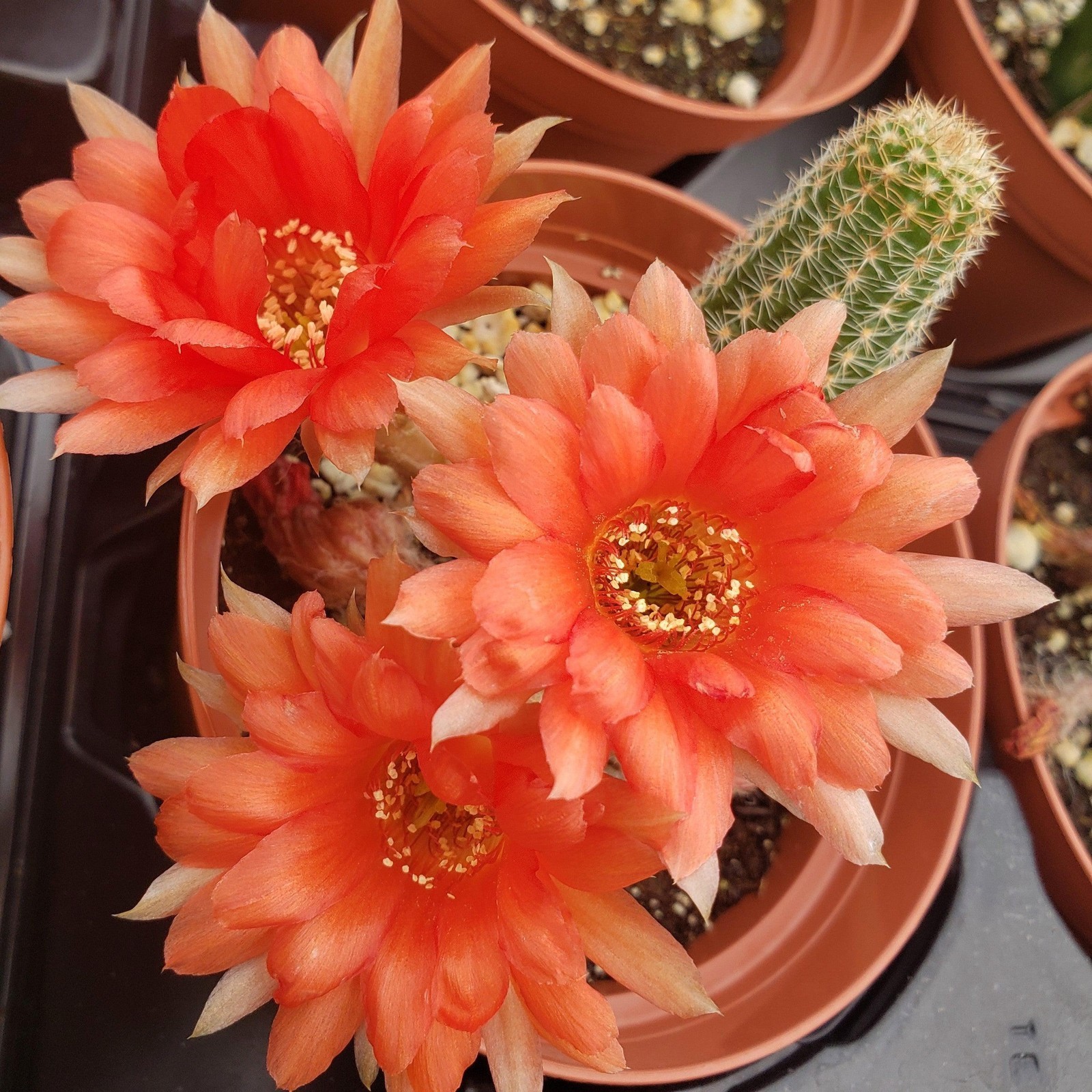 Chamaecereus hybrid ‘Peanut Cactus’ ~6″+ FAT Mixed Flower Yearlings