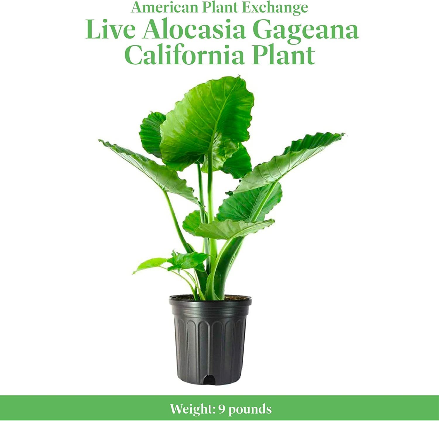 Alocasia Elephant Ear – 10-Inch Pot – Live Easy Care Tropical Houseplant, Bol…