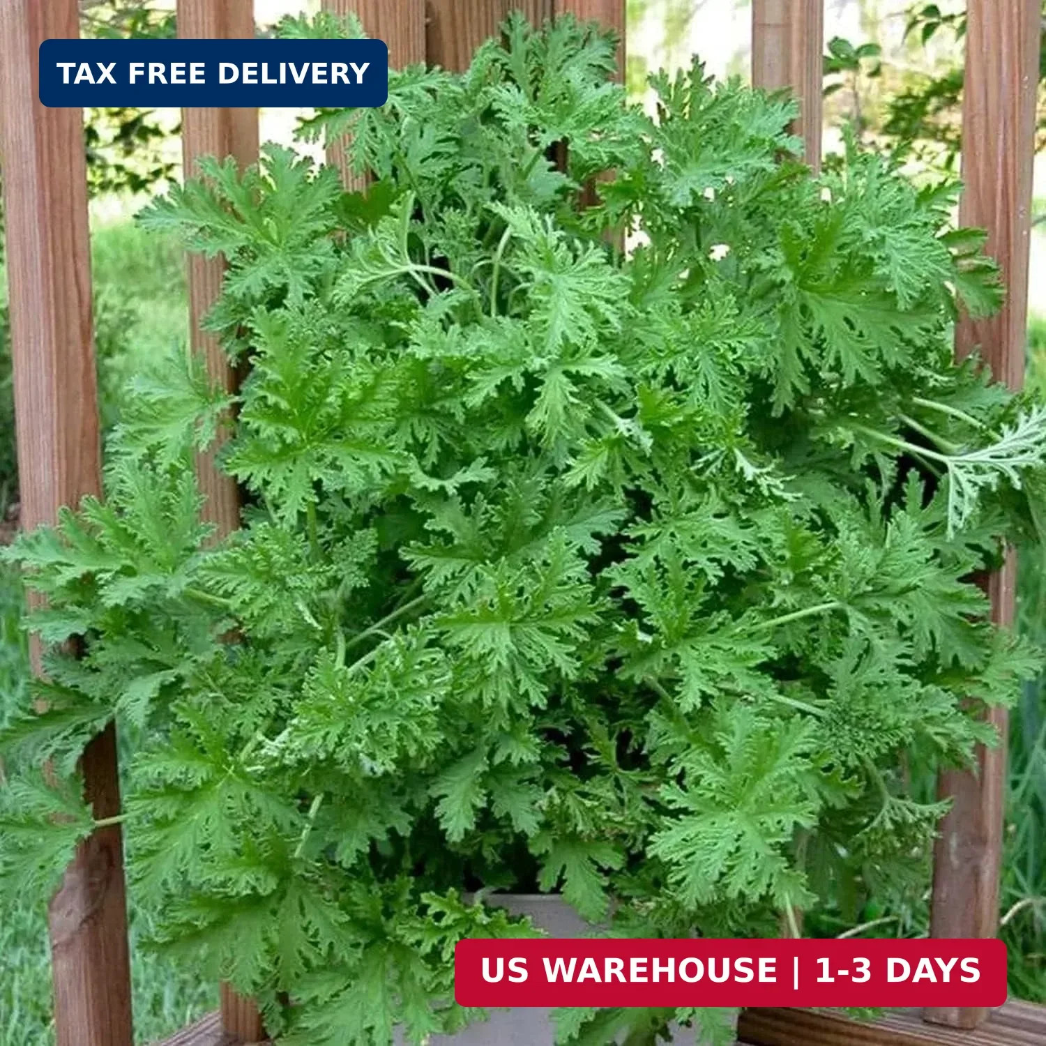 1500 Citronella Plant Seeds Non-GMO Mosquito Plant Seeds- Citronella Plant Seeds