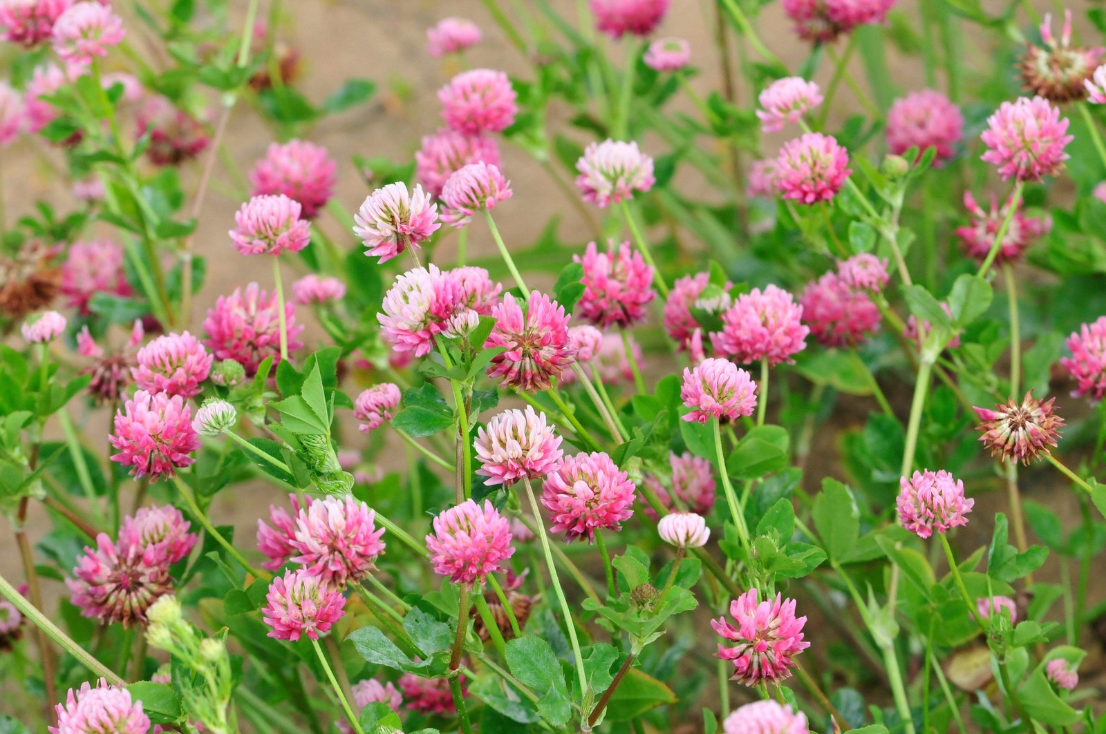 1500 RED CLOVER Monarchs Trifolium Pratense Rose Mauve Flower Ground Cover Seeds