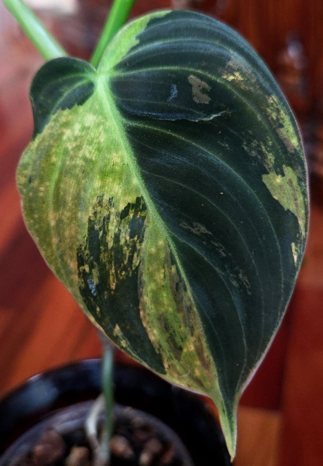 Rare Philodendron Variegated Melanochrysum 14″ Tall Not Anthurium Aroid Monstera
