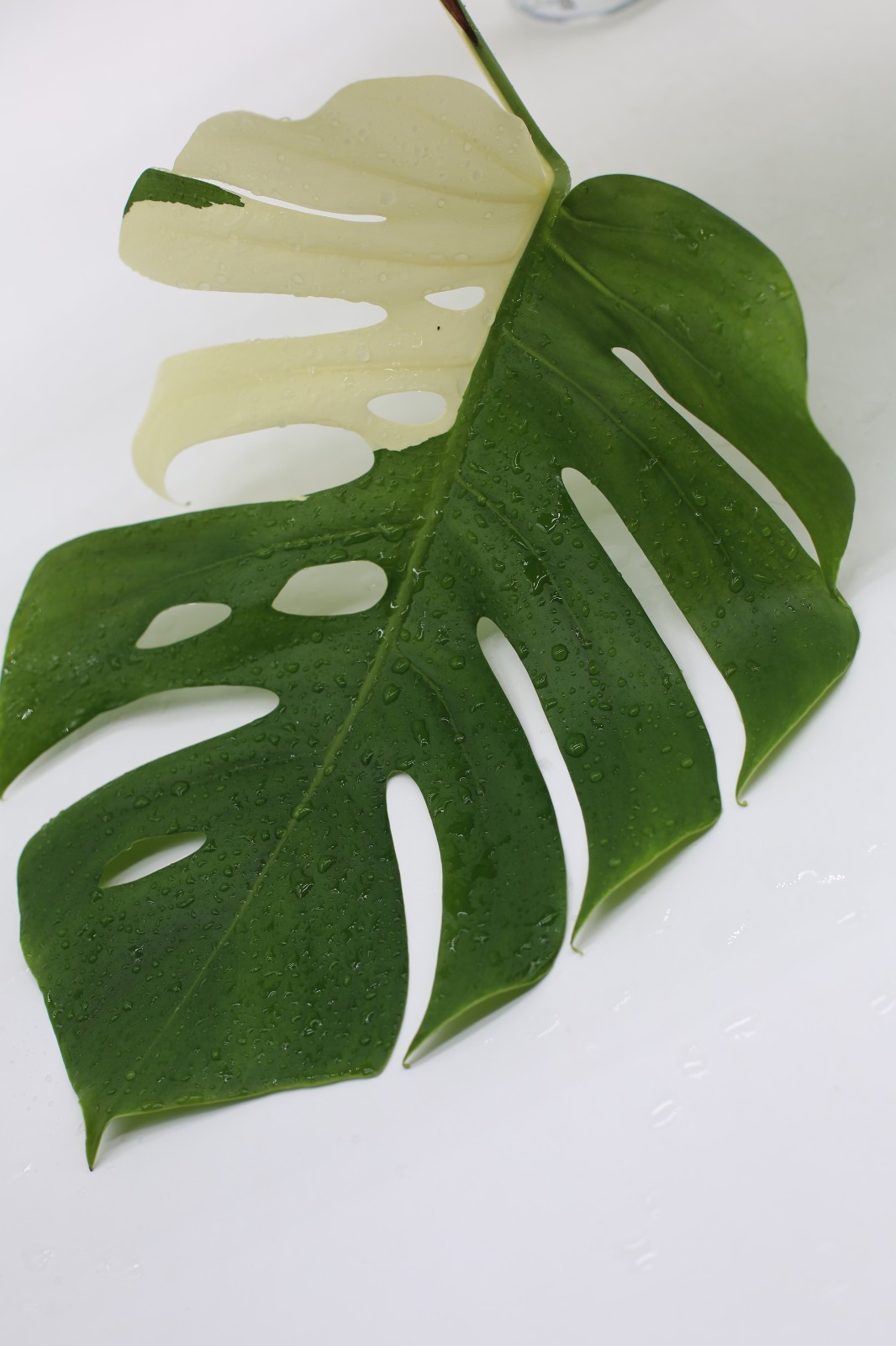 Monstera Albo Borsigiana Variegated Top Cutting Rooted