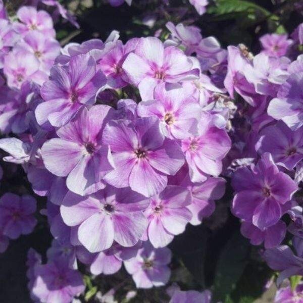 Garden Phlox, Tall Phlox Plant, Healthy Starter, Fragrant Flower Long-blooming