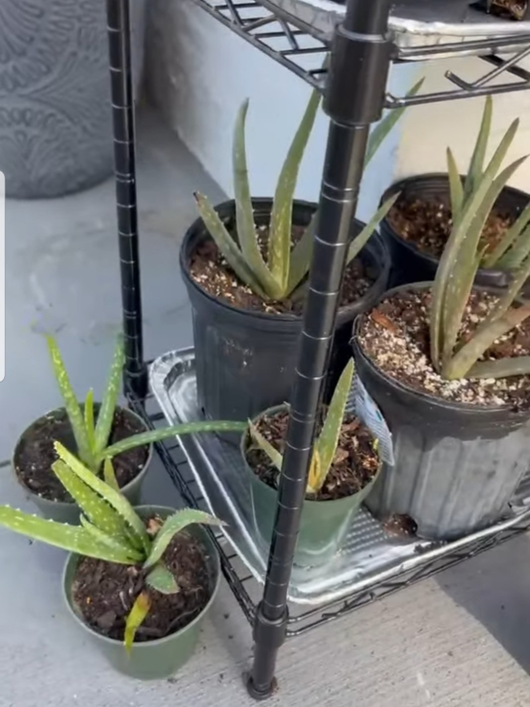 Healthy Live Aloe Vera Bare Root 8″ Or BIGGER *1 Week Warranty*